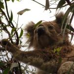 Kennet River koala sugli alberi